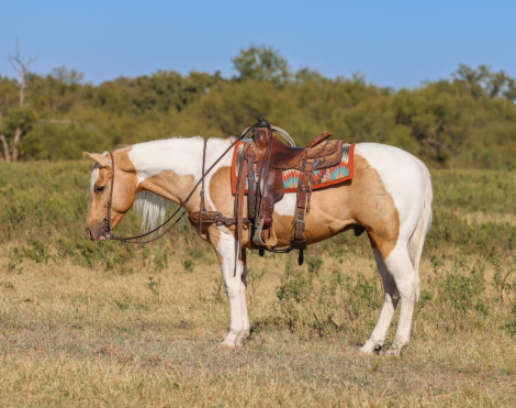 HorseID: 2247445 Dans Cracker Jack - PhotoID: 1045871