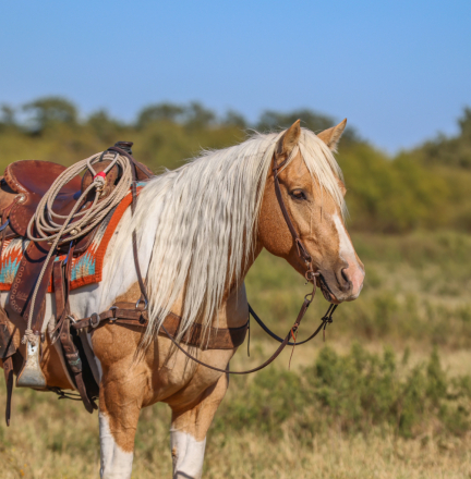 HorseID: 2247445 Dans Cracker Jack - PhotoID: 1068830