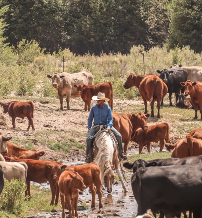 HorseID: 2247445 Dans Cracker Jack - PhotoID: 1068831