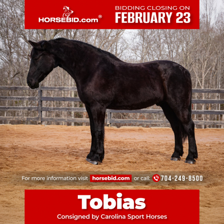 HorseID: 2247448 Tobias - PhotoID: 1033514