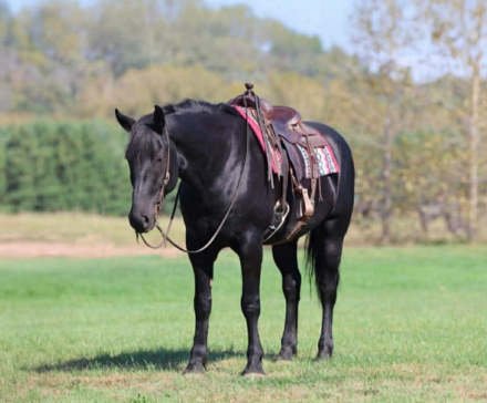 HorseID: 2247448 Tobias - PhotoID: 1033516