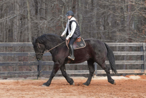 HorseID: 2247448 Tobias - PhotoID: 1093486