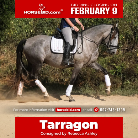HorseID: 2247450 RHF Tarragon - PhotoID: 1033506