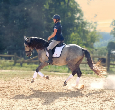 HorseID: 2247450 RHF Tarragon - PhotoID: 1033507