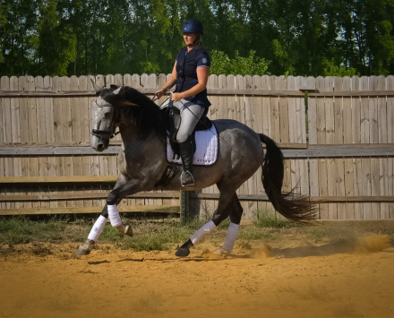 HorseID: 2247450 RHF Tarragon - PhotoID: 1033509