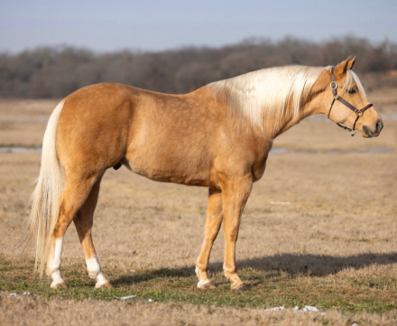 HorseID: 2247451 The Golden Boy - PhotoID: 1045924