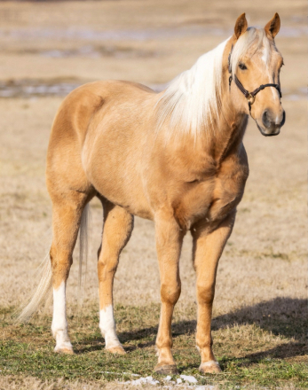 HorseID: 2247451 The Golden Boy - PhotoID: 1045925