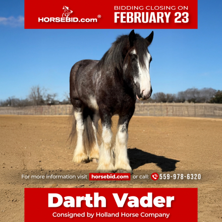 HorseID: 2247454 Feather Dray's Darth Vader - PhotoID: 1036990