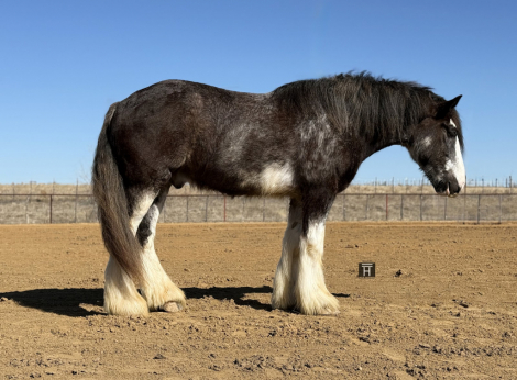HorseID: 2247454 Feather Dray's Darth Vader - PhotoID: 1089905