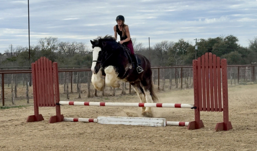 HorseID: 2247454 Feather Dray's Darth Vader - PhotoID: 1089906