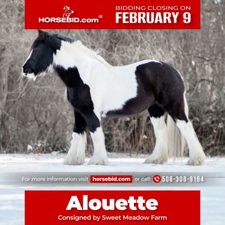 HorseID: 2247457 CR Alouette - PhotoID: 1042237