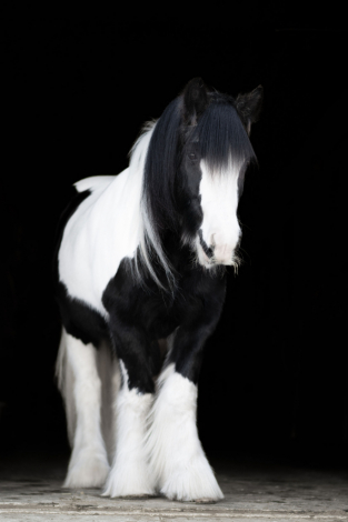 HorseID: 2247457 CR Alouette - PhotoID: 1045874
