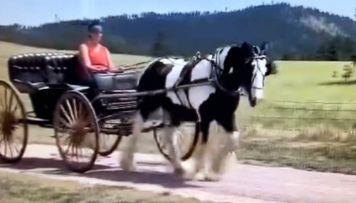 HorseID: 2247457 CR Alouette - PhotoID: 1063944