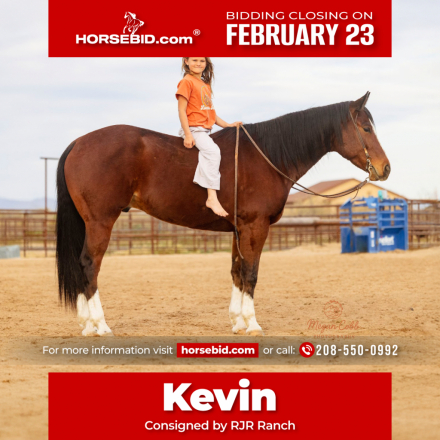 HorseID: 2249906 Mystiquekelly - PhotoID: 1033498