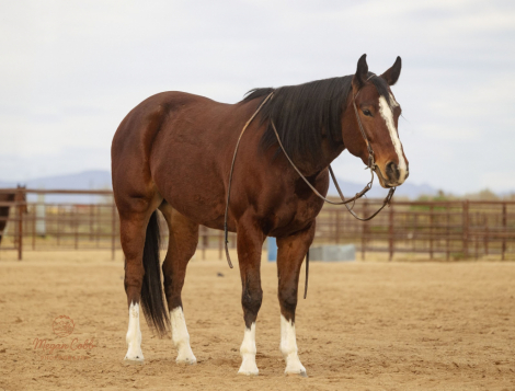 HorseID: 2249906 Mystiquekelly - PhotoID: 1049438