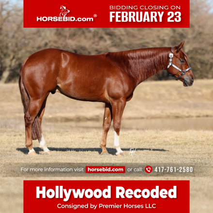 HorseID: 2249907 Hollywood Recoded - PhotoID: 1045908