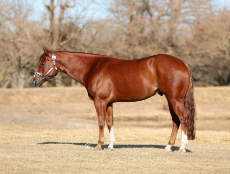 HorseID: 2249907 Hollywood Recoded - PhotoID: 1045909