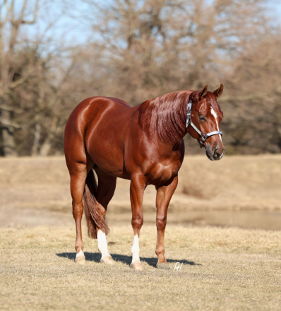 HorseID: 2249907 Hollywood Recoded - PhotoID: 1081214