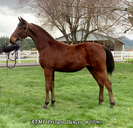 HorseID: 2252445 ATMF Private Dancer - PhotoID: 1092998