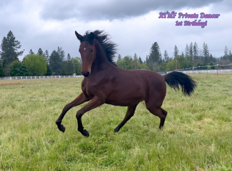 HorseID: 2252445 ATMF Private Dancer - PhotoID: 1092999