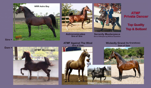 HorseID: 2252445 ATMF Private Dancer - PhotoID: 1093000