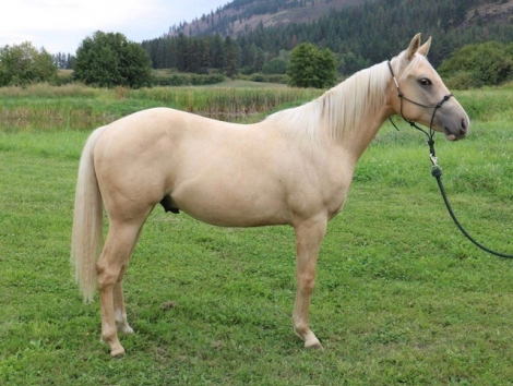 HorseID: 2252928 BR Winnin The Chex ****Gorgeous Palomino gelding** - PhotoID: 1037320