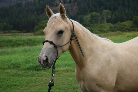 HorseID: 2252928 BR Winnin The Chex ****Gorgeous Palomino gelding** - PhotoID: 1037321