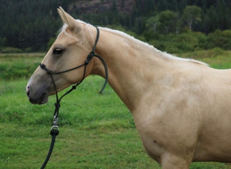 HorseID: 2252928 BR Winnin The Chex ****Gorgeous Palomino gelding** - PhotoID: 1037322