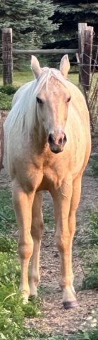 HorseID: 2252928 BR Winnin The Chex ****Gorgeous Palomino gelding** - PhotoID: 1037323