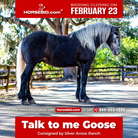 HorseID: 2253891 Talk to me Goose - PhotoID: 1029665