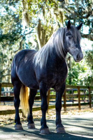 HorseID: 2253891 Talk to me Goose - PhotoID: 1036051