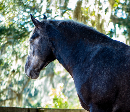 HorseID: 2253891 Talk to me Goose - PhotoID: 1036052