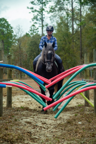 HorseID: 2253891 Talk to me Goose - PhotoID: 1036053