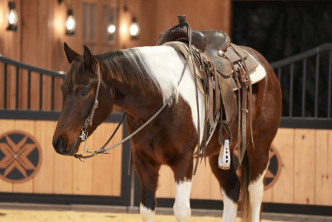 HorseID: 2253893 Another Smart Pep - PhotoID: 1045915