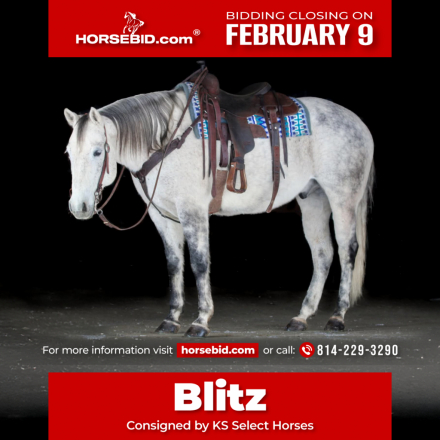 HorseID: 2253894 Blitz - PhotoID: 1042229