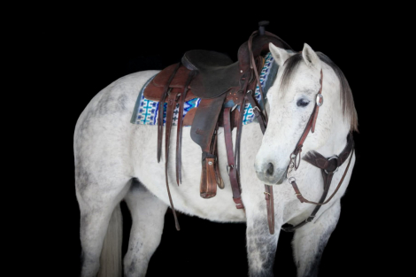 HorseID: 2253894 Blitz - PhotoID: 1042230