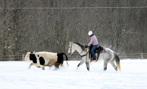 HorseID: 2253894 Blitz - PhotoID: 1042232