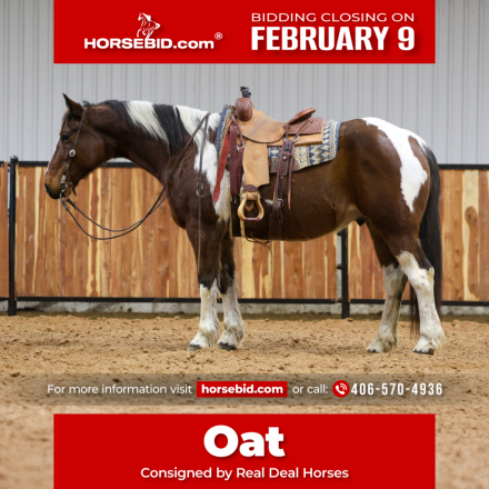 HorseID: 2253895 Oat - PhotoID: 1028754