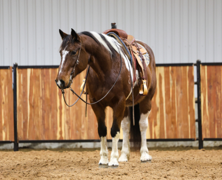 HorseID: 2253895 Oat - PhotoID: 1045912