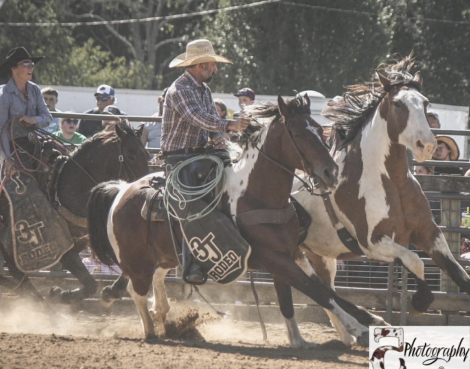 HorseID: 2253895 Oat - PhotoID: 1045913