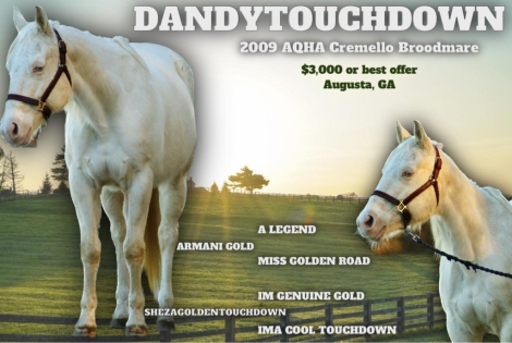 HorseID: 2258072 Dandytouchdown - PhotoID: 1024231