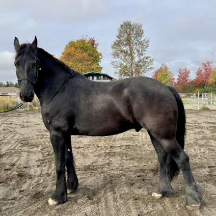 HorseID: 2260202 Icon of Majestic Friesians - PhotoID: 1093742