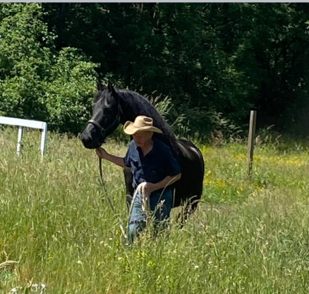 HorseID: 2260202 Icon of Majestic Friesians - PhotoID: 1093743
