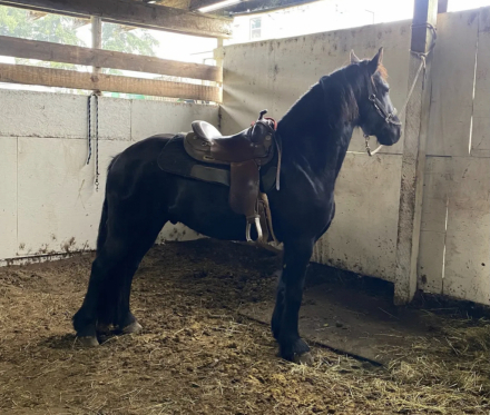 HorseID: 2260202 Icon of Majestic Friesians - PhotoID: 1093744