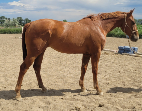 HorseID: 2260643 His Unchained Melody - PhotoID: 1093835