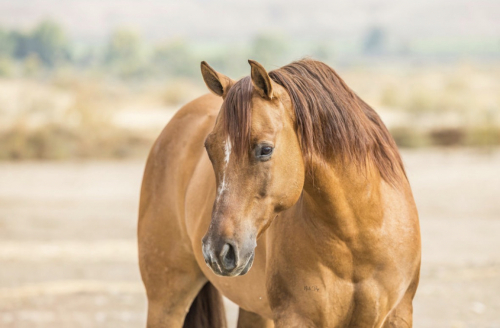 HorseID: 2260686 Hoofin Drifter - PhotoID: 1087043