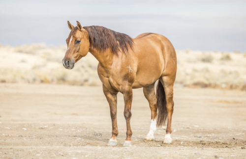 HorseID: 2260686 Hoofin Drifter - PhotoID: 1087044