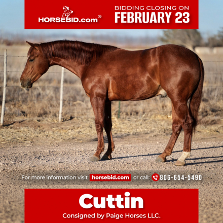 HorseID: 2260687 Gracious Cuttin Cat - PhotoID: 1036982