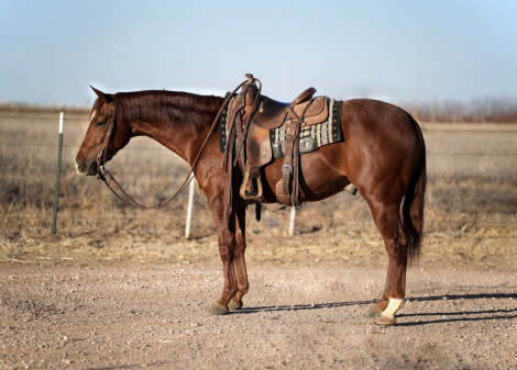 HorseID: 2260687 Gracious Cuttin Cat - PhotoID: 1045918