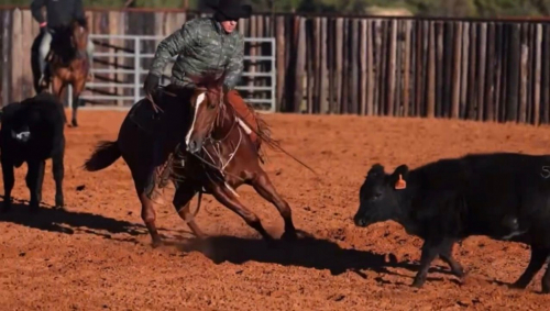 HorseID: 2260687 Gracious Cuttin Cat - PhotoID: 1045919